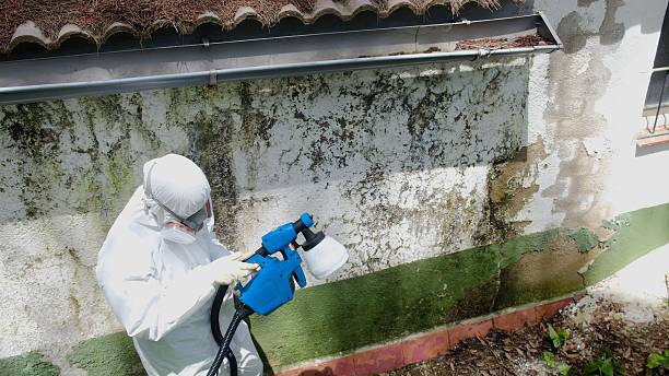 Trusted Mold Removal service in Bulverde, TX - Cheap Mold Removal